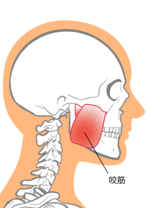 咬筋の場所の説明図